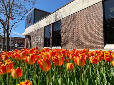 Orange tulips in front of City Hall