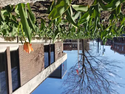 One tulip in garden in front of City Hall