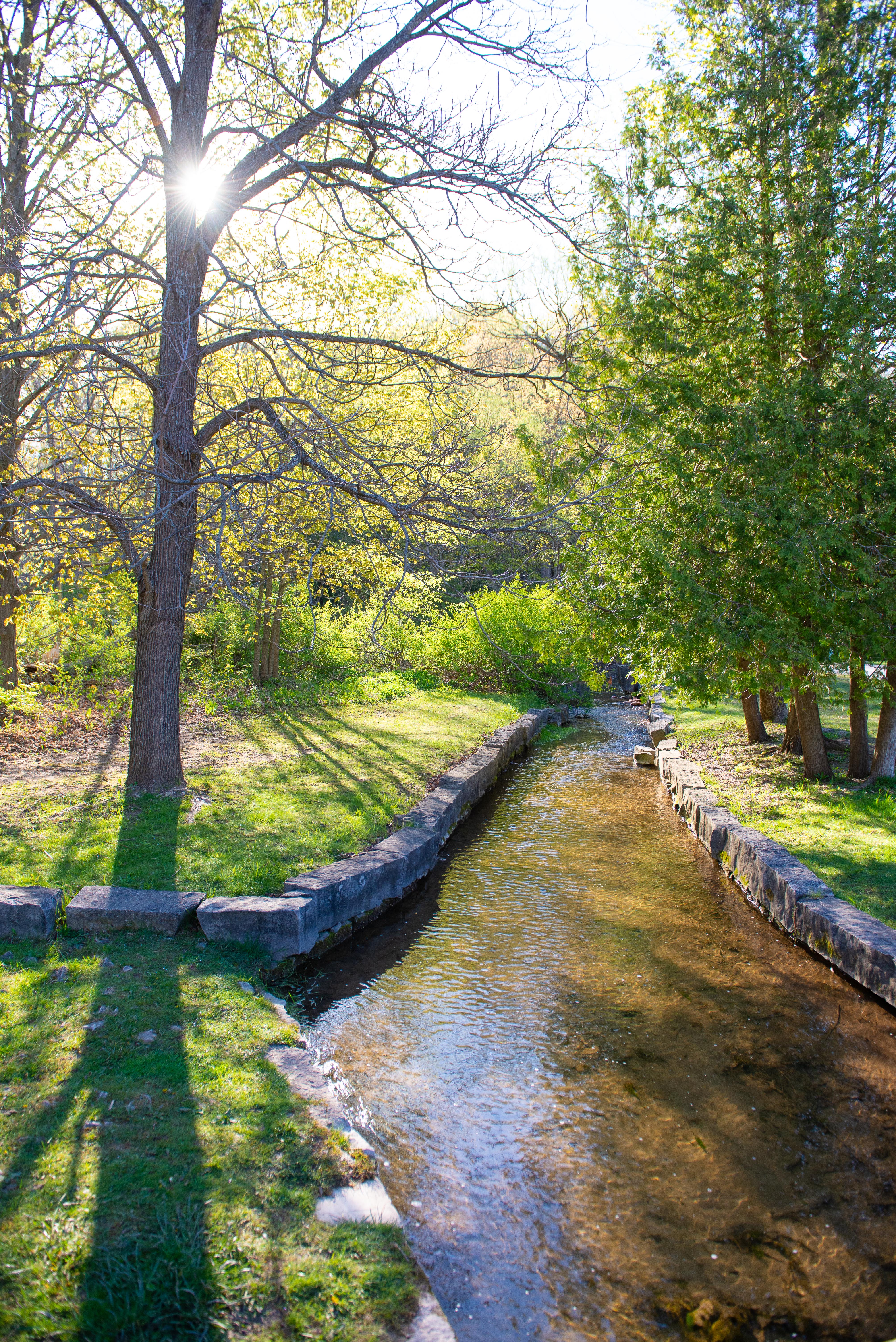 Trees in Harrison Park during summer