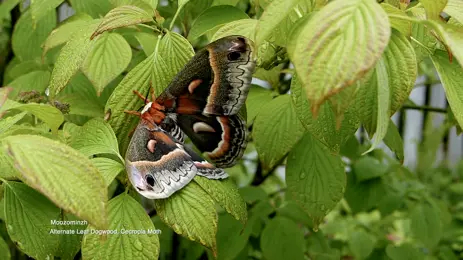 A large Cecropia moth with reddish-orange body and patterned brown, cream, and black wings rests on bright green dogwood leaves dotted with raindrops.
