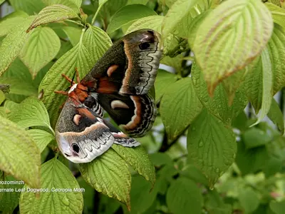 A large Cecropia moth with reddish-orange body and patterned brown, cream, and black wings rests on bright green dogwood leaves dotted with raindrops.