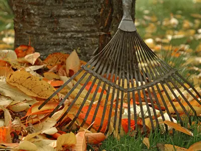 Rake with leaves