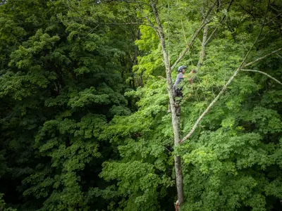 Arbourist up high in tree removing branches