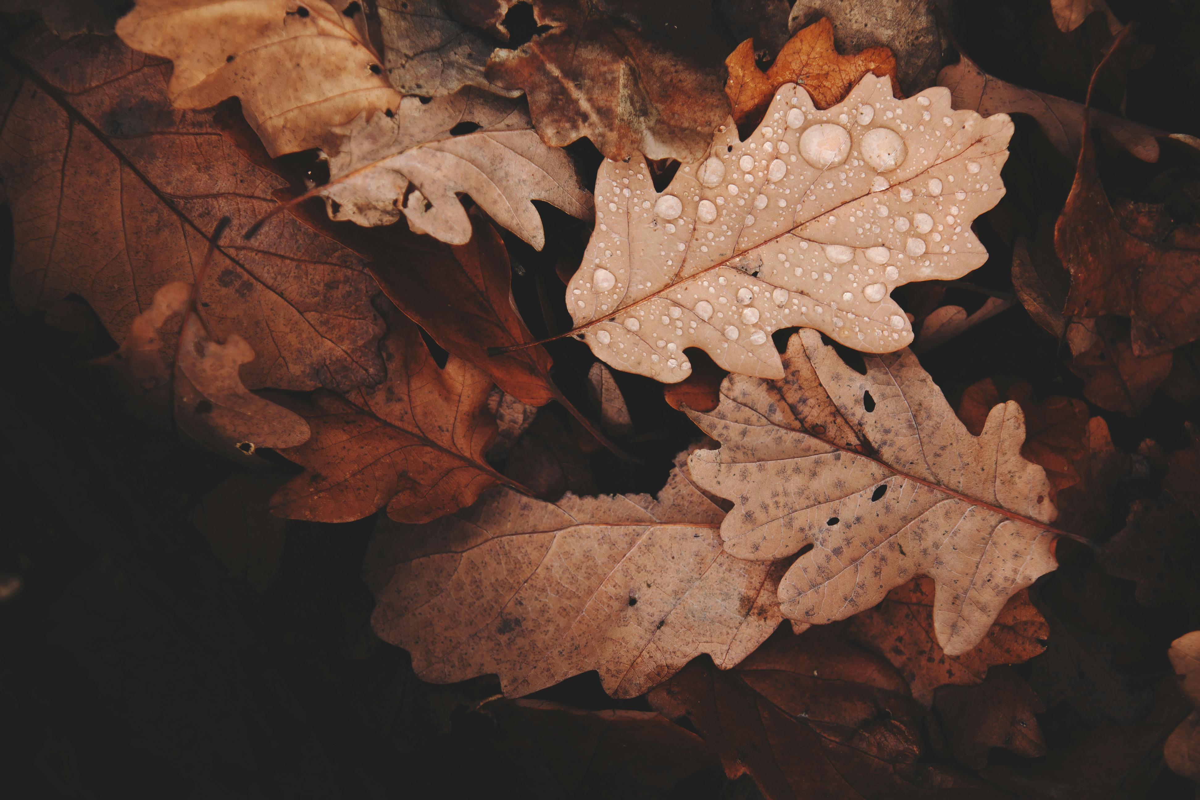 Fallen leaves