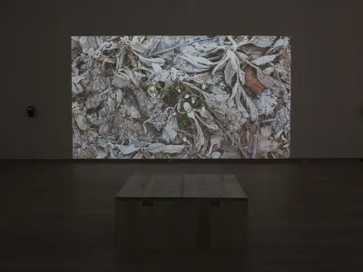 A dimly lit gallery with a large wall projection showing early spring plants emerging through a layer of dried leaves and frost. A simple wooden bench is positioned in the centre of the room facing the screen, and headphones mounted on the walls suggest an immersive audiovisual experience.