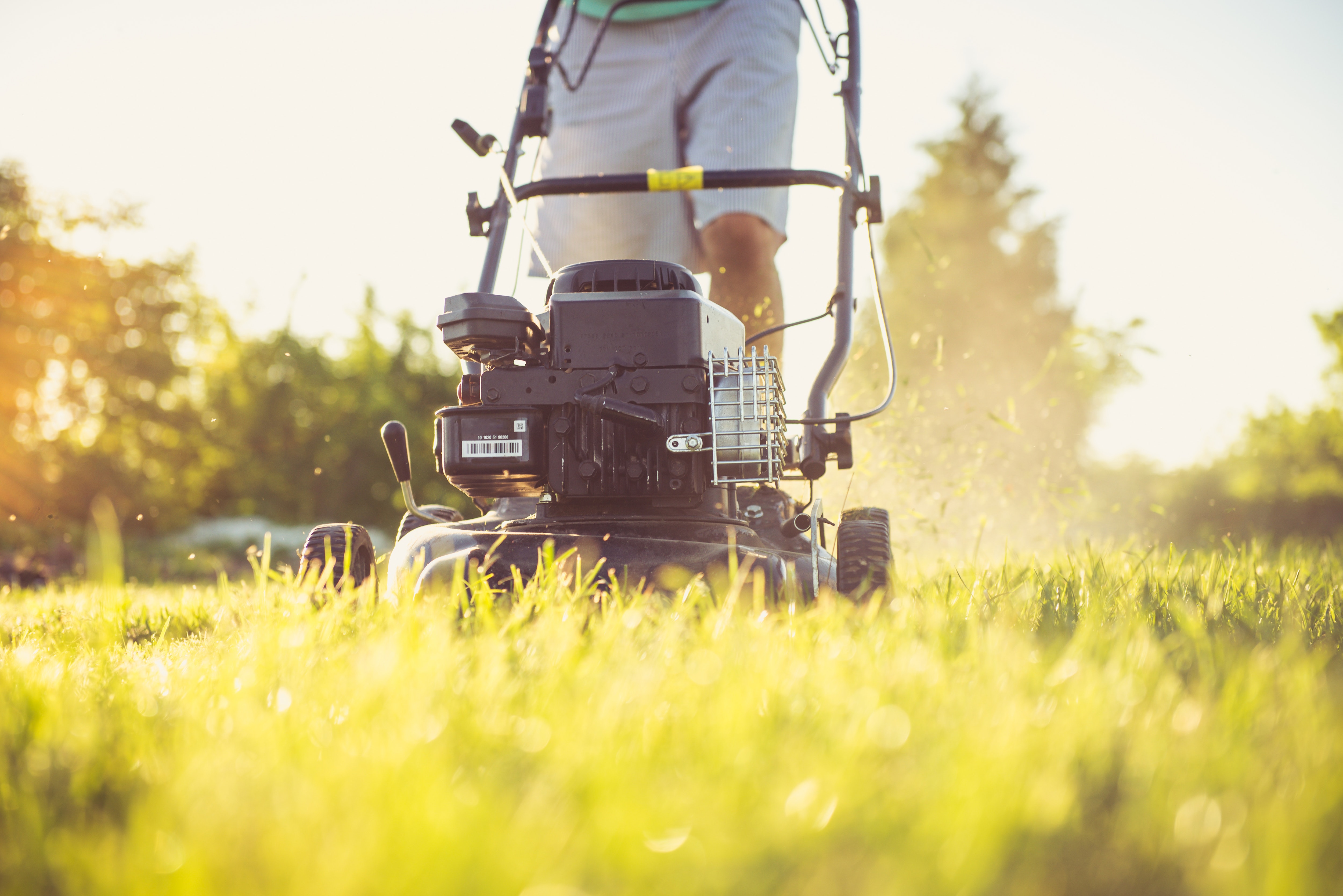 Lawn Cutting