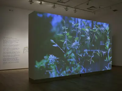 A darkened gallery space featuring a large freestanding projection structure displaying close-up footage of a flowering serviceberry shrub. The projected image wraps across two sides of the structure, filling the room with soft blue and green tones. Handwritten text and a botanical illustration are visible on the wall behind the installation.